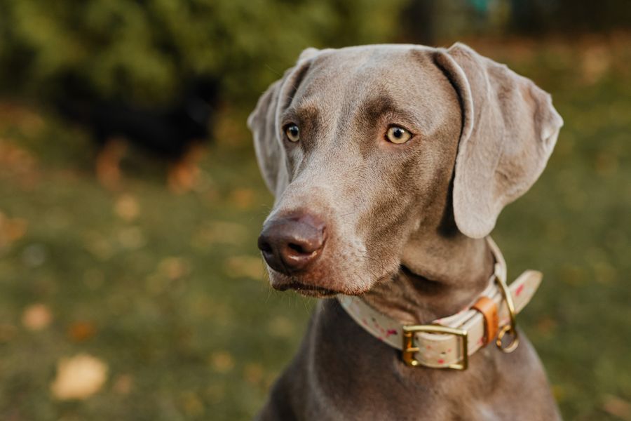 A deep-chested dog standing in a fitted harness
