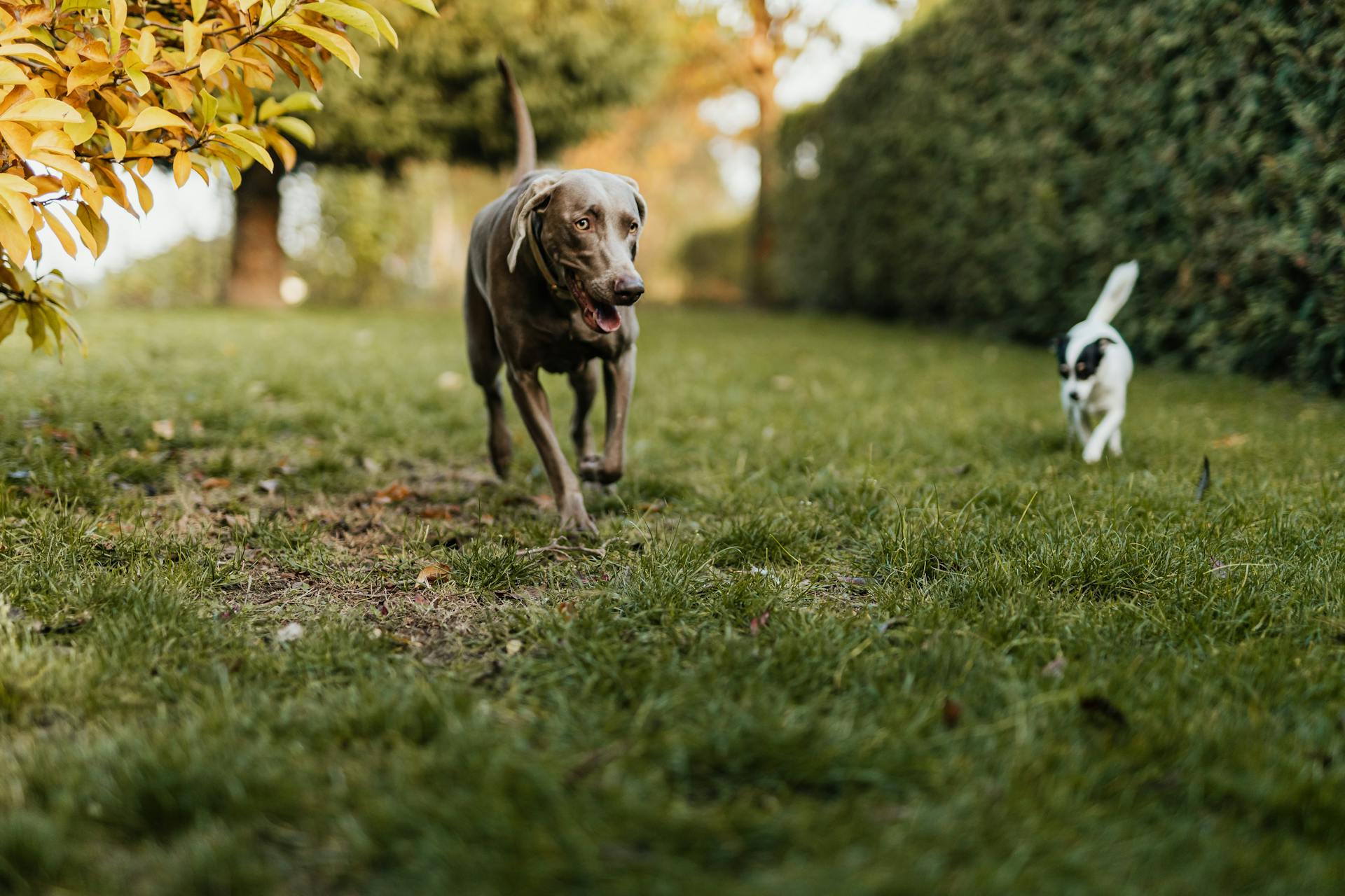 Dogs on the Grass