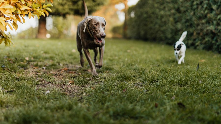 When Dog Food Supplements Are Actually Worth It (And When They Aren't)