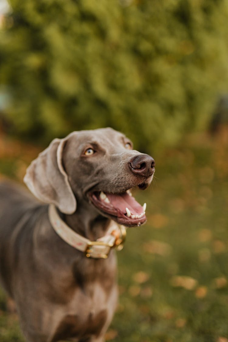 Close-Up Shot Of A Dog 