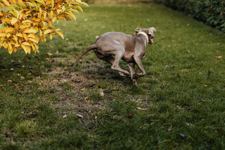 A Dog On The Grass 