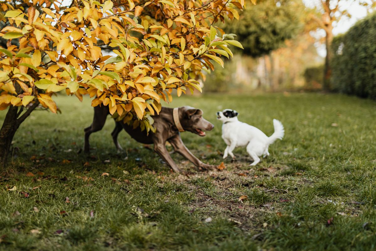 Two dogs playing together under a tree outdoors