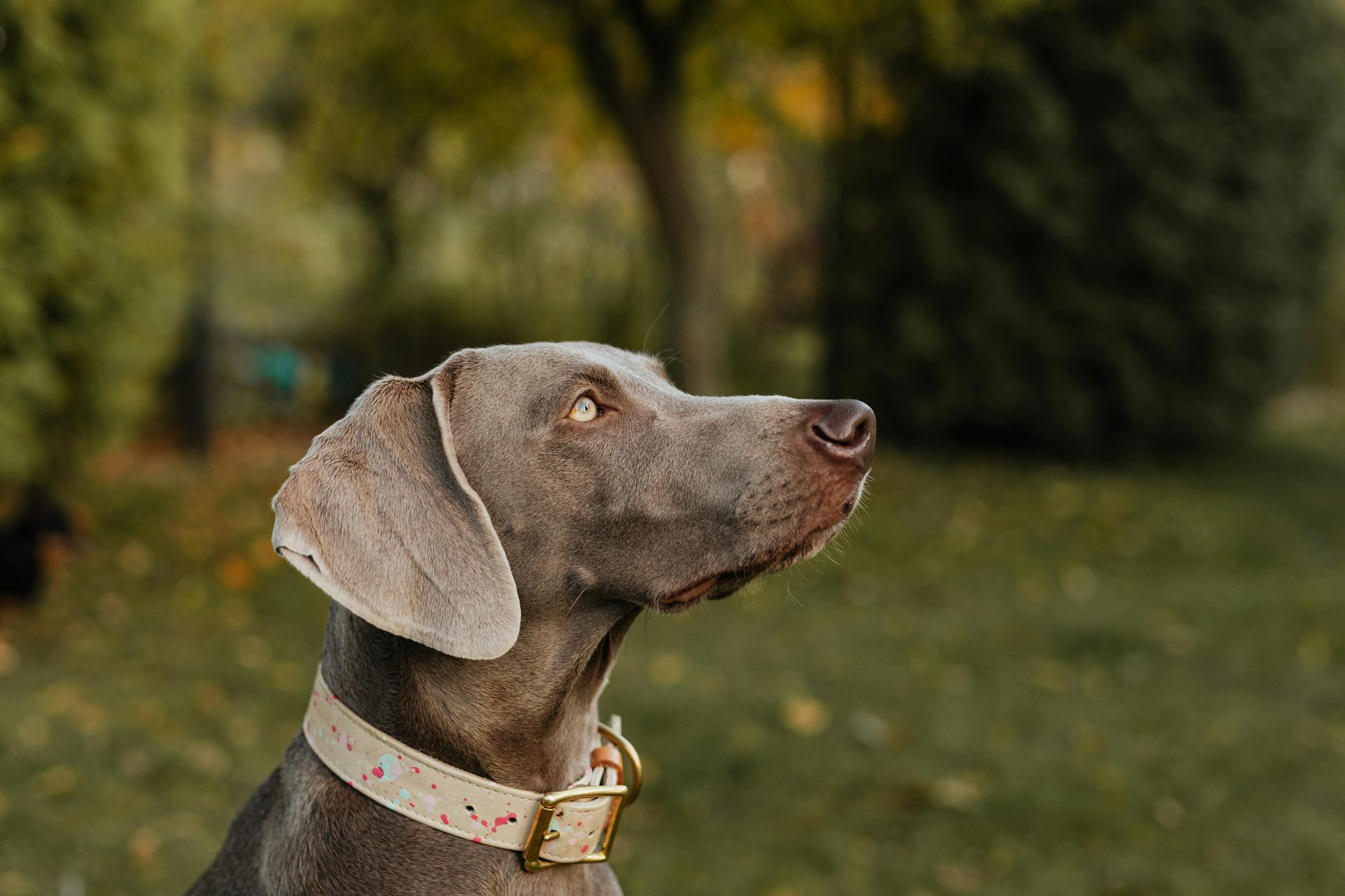 Profil d'un chien dans le parc