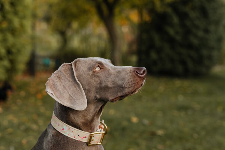 Profile Of A Dog In Park