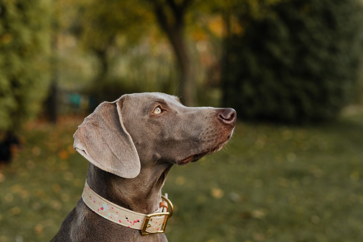 Padded Leather Dog Collar