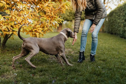 Woman Playing with Dog on Grass