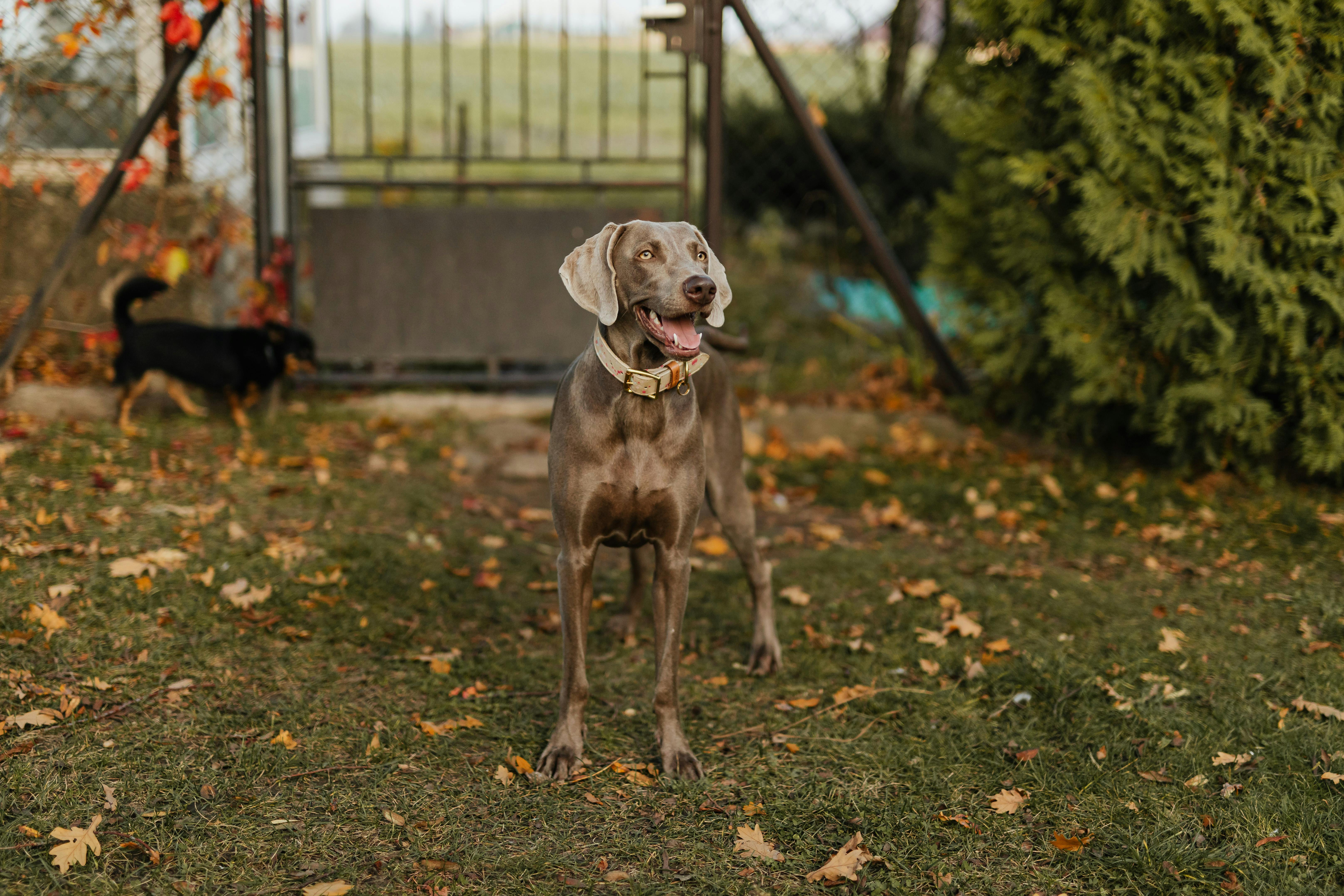 Weimaraner Dog In A Family Setting With Small Children