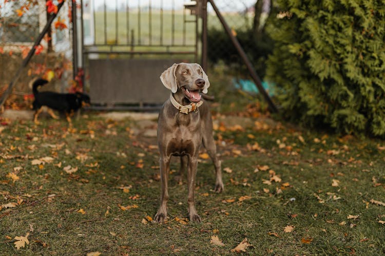 A Dog On The Grass