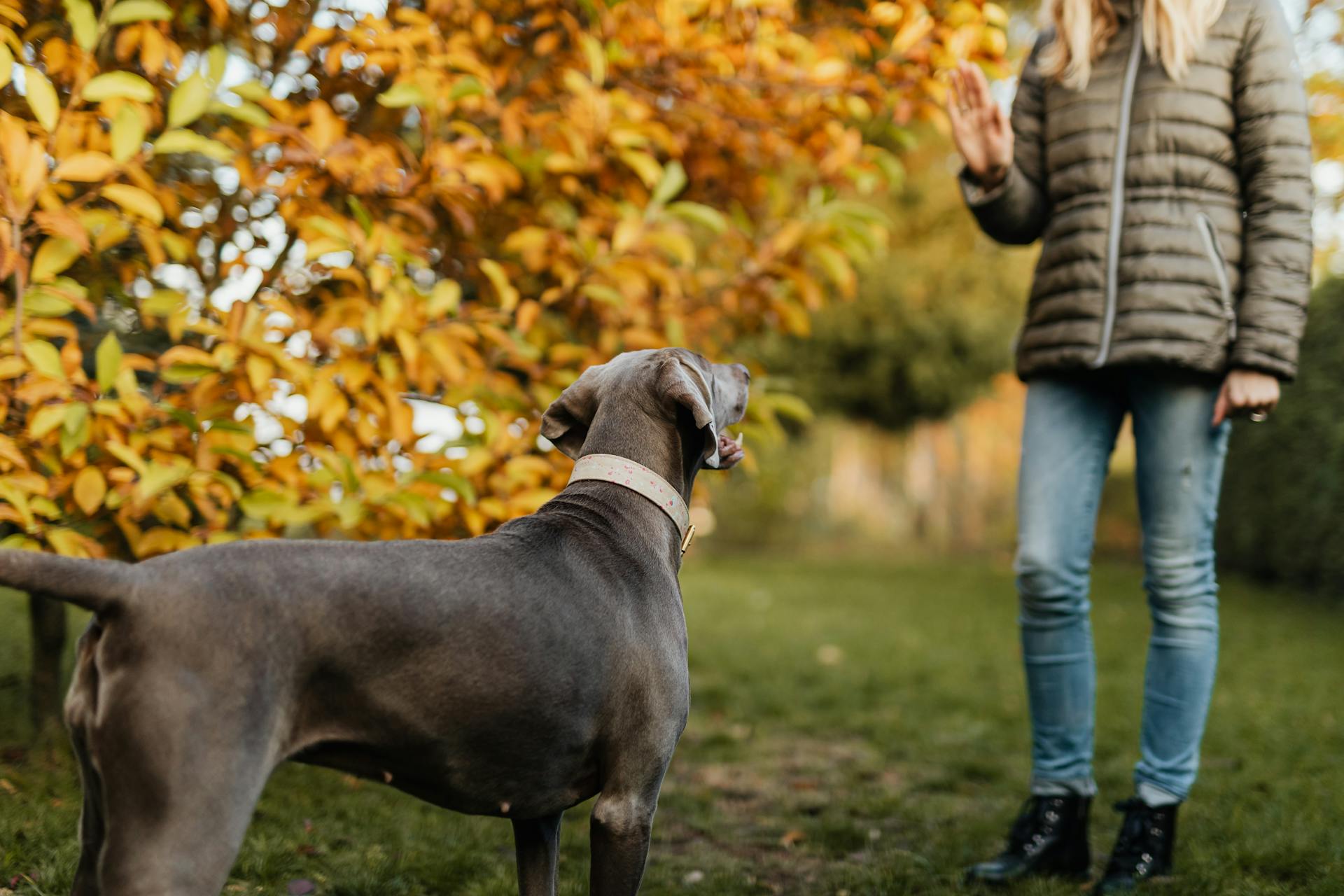 En svart kortrockad stor hund står bredvid en man i svartvit randig långärmad skjorta.