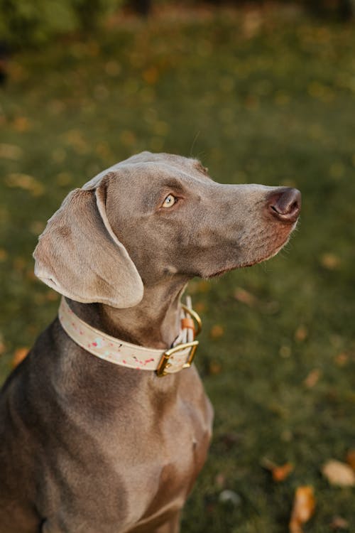 Foto d'estoc gratuïta de animal, caní, collar de gos