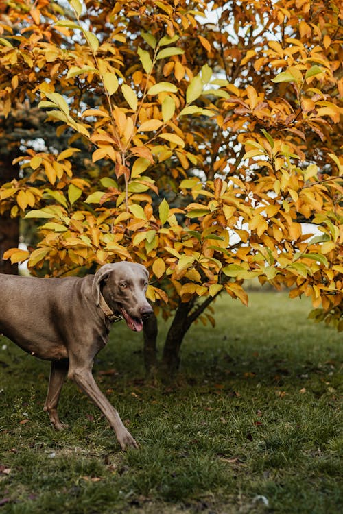 Δωρεάν στοκ φωτογραφιών με weimaraner, γρασίδι, ζώο