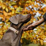 Lisa R. and Pet mom to two energetic rescue dogs