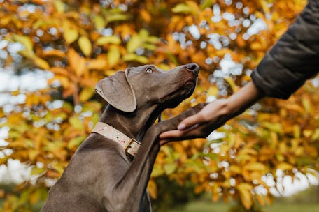 A Weimaraner dog shakes hands in a colorful autumn park setting.