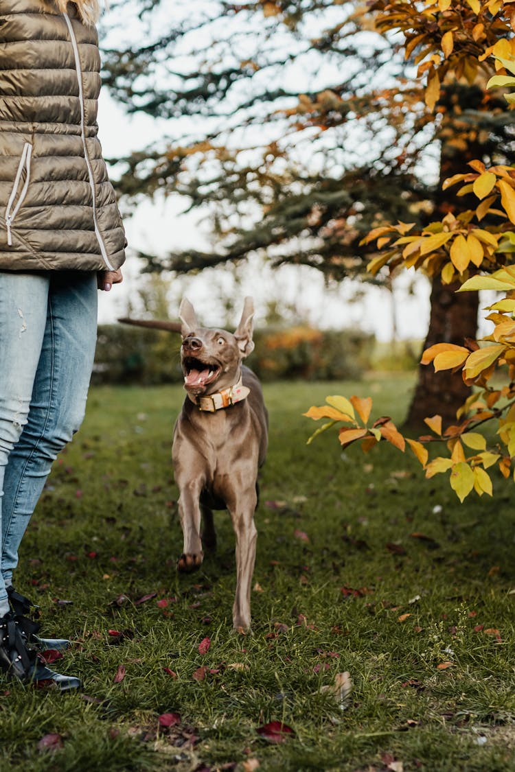 Photo Of A Dog Running