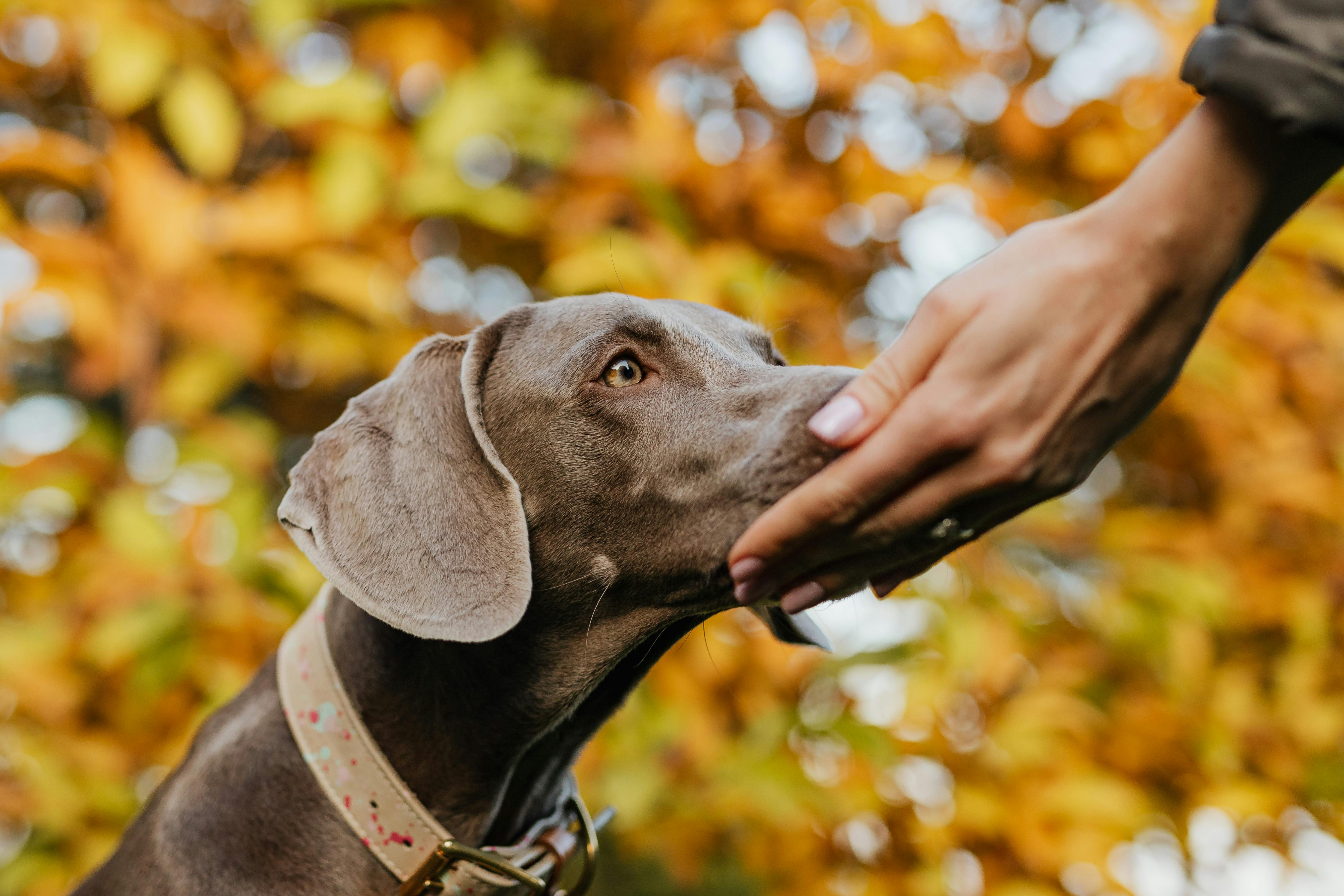 a dog smelling a person s hand