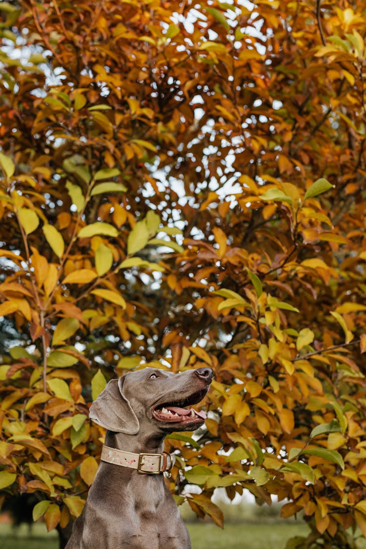 Brown Dog Beside A Tree