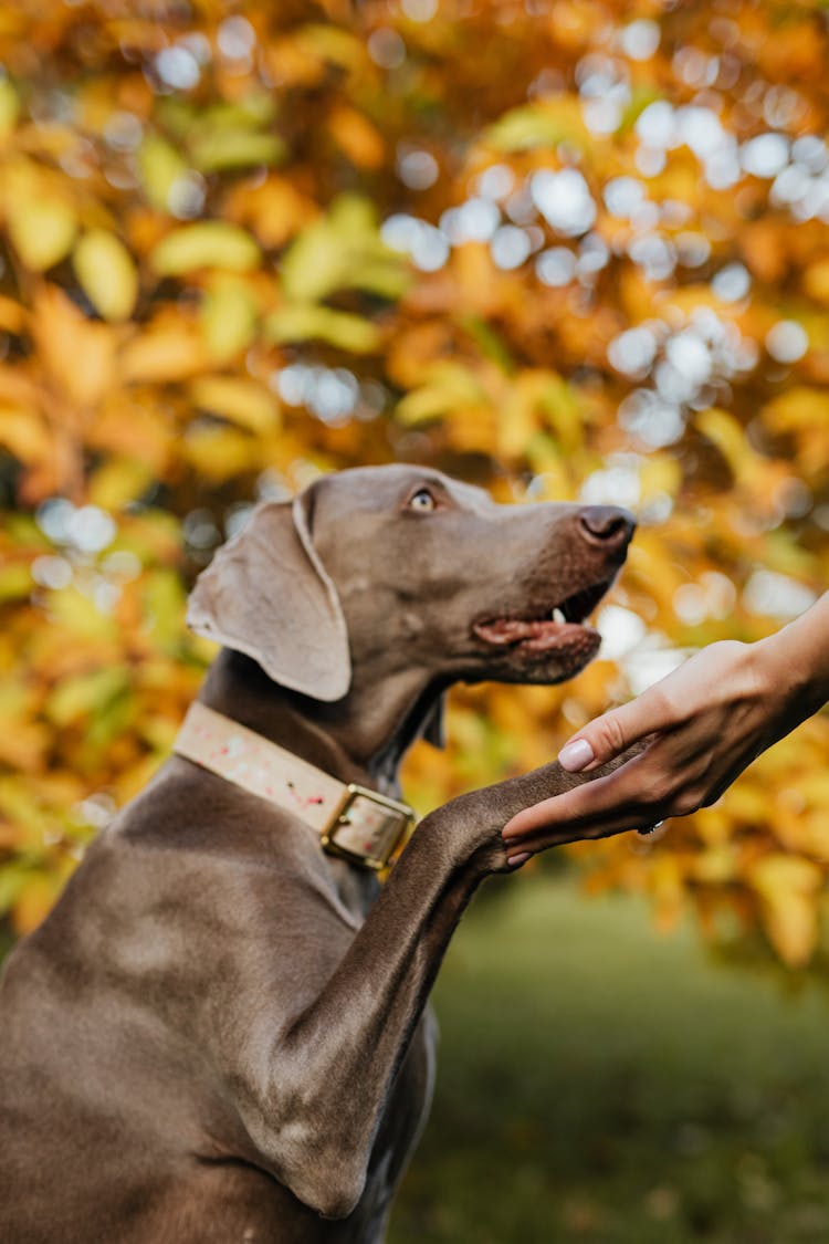 A Dog Doing A Trick 