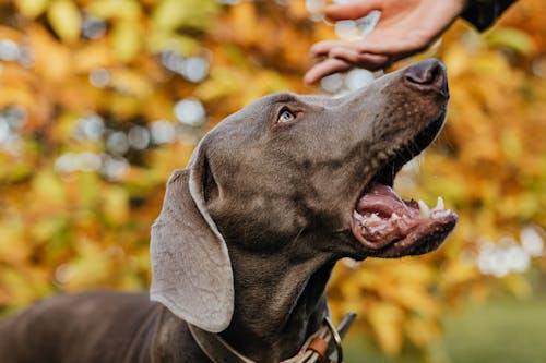 Δωρεάν στοκ φωτογραφιών με weimaraner, γκρο πλαν, ζώο