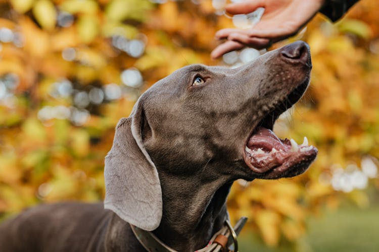 Close-Up Shot Of A Dog 