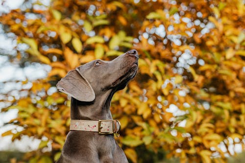 Δωρεάν στοκ φωτογραφιών με weimaraner, γκρο πλαν, ζώο