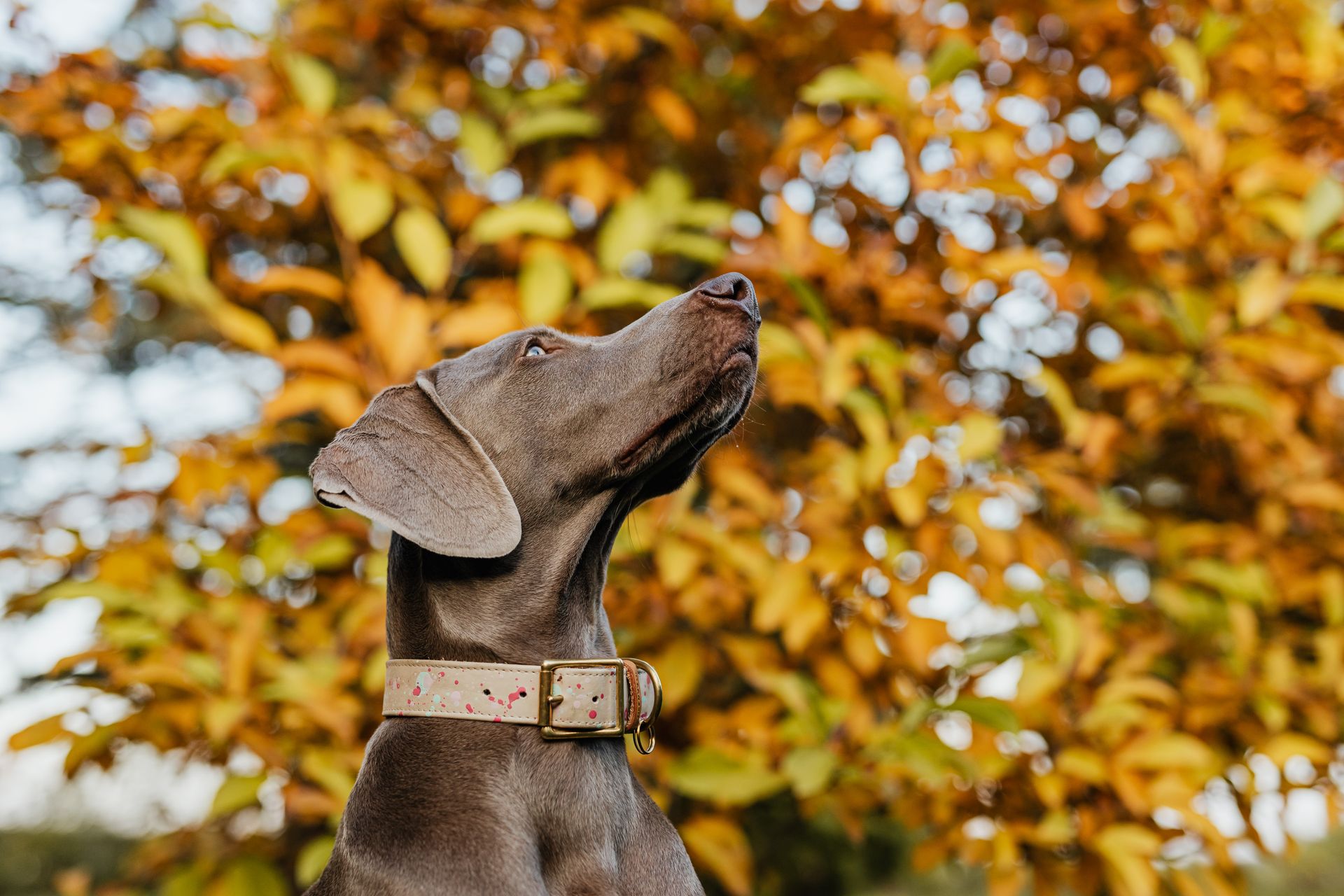 Close-Up Shot of a Dog