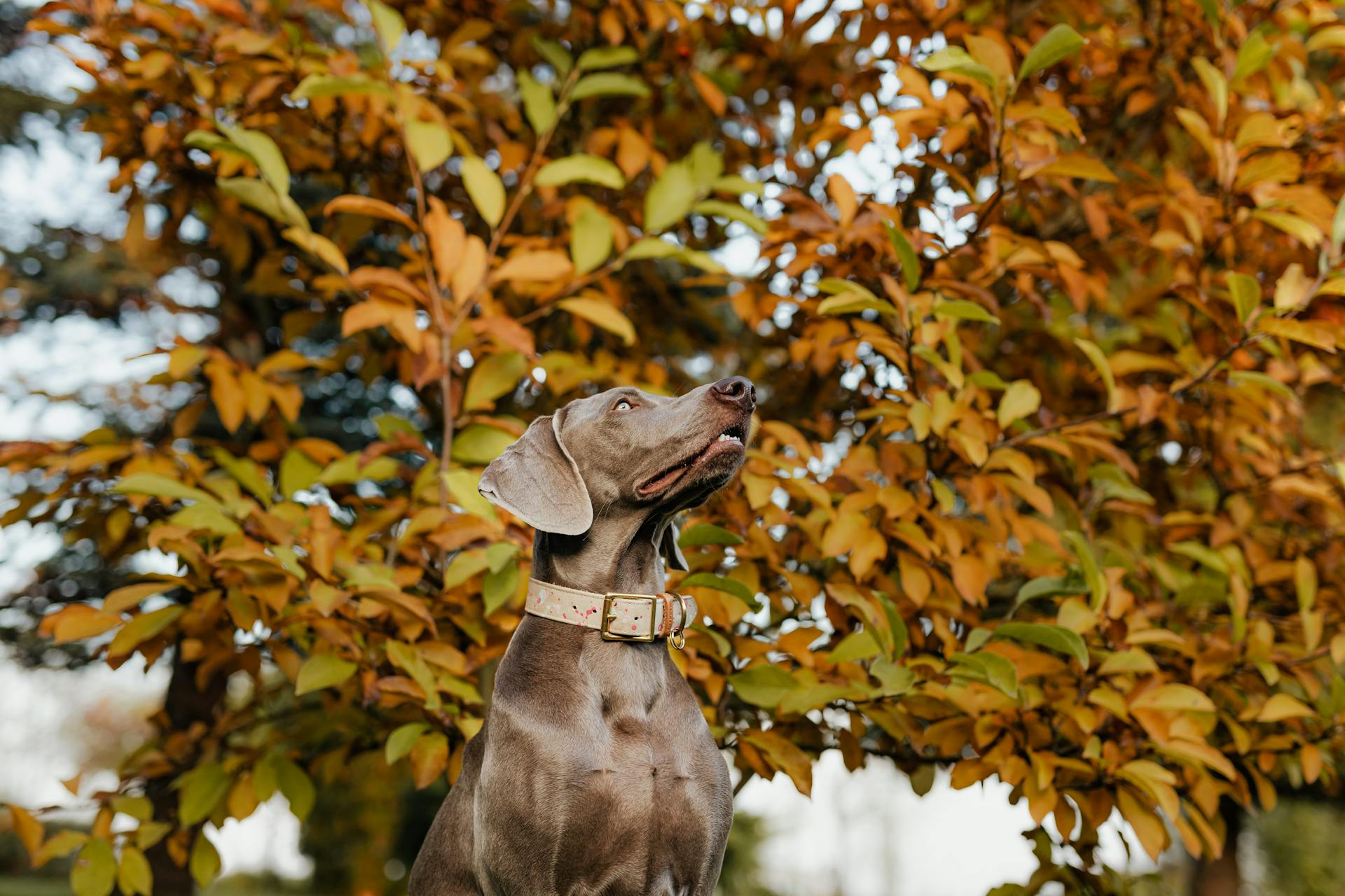 Een Weimaraner met een hondenhalsband