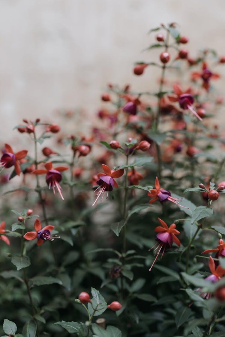 Close-up Photo Of Blooming Hybrid Fuchsia Flowers 