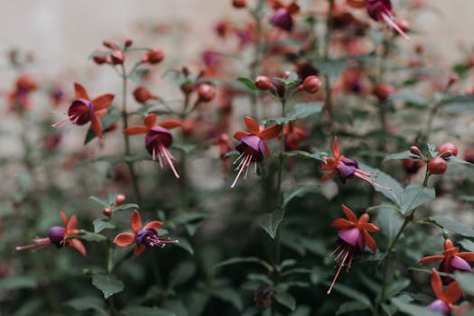 花园里郁郁葱葱，盛开着生机勃勃的紫红色花朵，展现了大自然的美丽