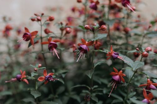 Free Vibrant fuchsia flowers blooming in a lush garden, showcasing nature's beauty. Stock Photo