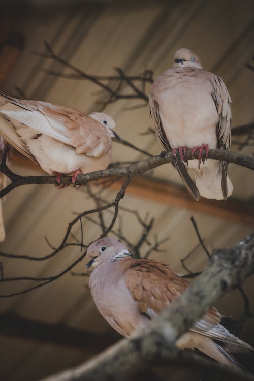 Free Pigeons Perched on Branches Stock Photo