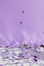 Purple Confetti