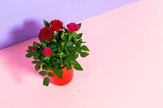 花盆中红玫瑰生机勃勃，在柔和背景的衬托下，非常适合花卉主题