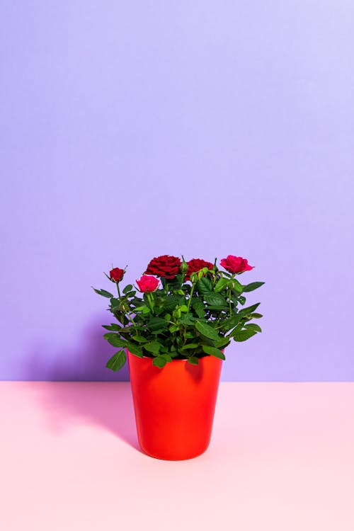 Red and Pink Roses in Orange Pot