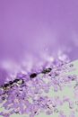 Purple Confetti