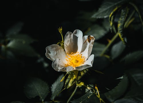 arı, Beyaz çiçek, bitki örtüsü içeren Ücretsiz stok fotoğraf