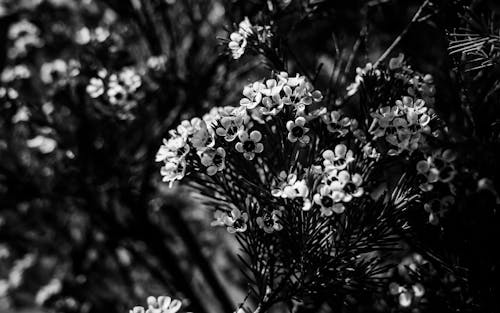 Monochrome Photograph of Flowers