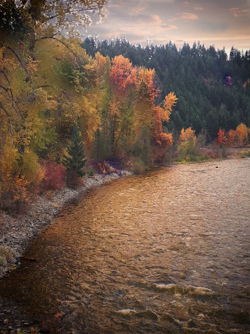 Free stock photo of river trees fall autumn