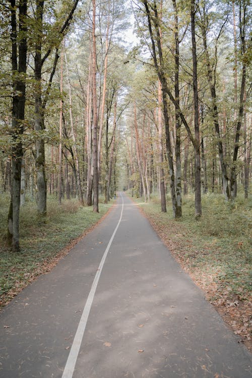 Gray Concrete Road Between Trees