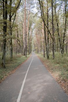秋天，宁静的森林小路上绿树成荫，非常适合散步