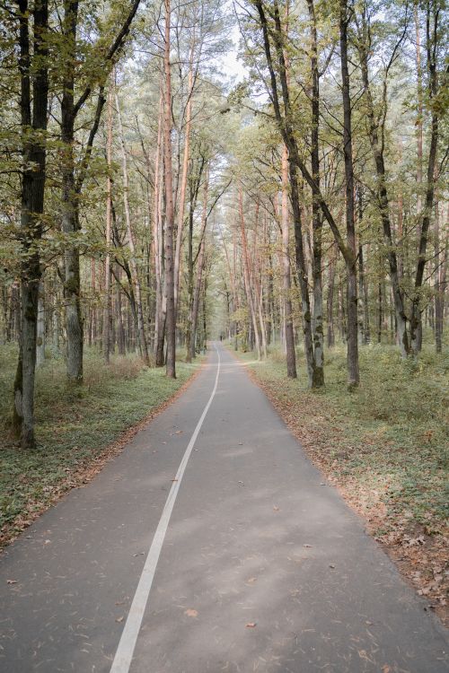 Free Peaceful forest pathway lined with trees during autumn, perfect for a serene walk. Stock Photo