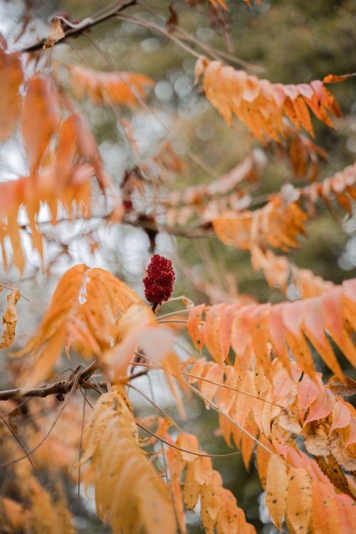 Free Close-up of red staghorn sumac among orange autumn leaves with soft background. Stock Photo