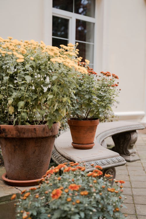 White and Yellow Flowers in Brown Clay Pots