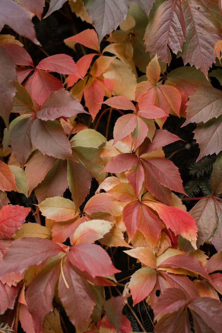 Red Virginia Creeper Leaves 