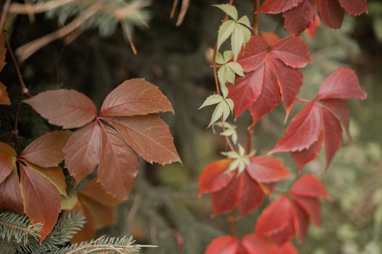 Red Diamond Shaped Leaves In Close-Up Photography 