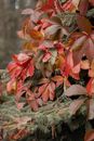 Red Leaves on Green Grass
