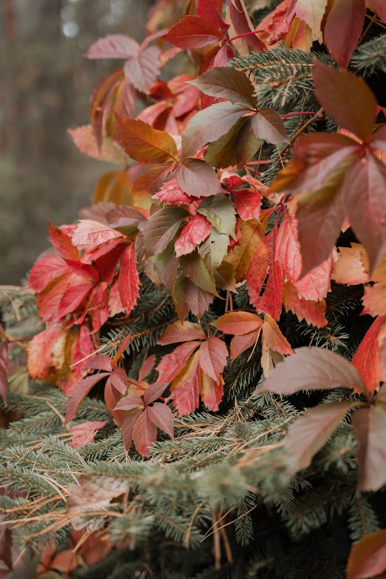 Needle Leaves Under The Virginia Creeper Plant 