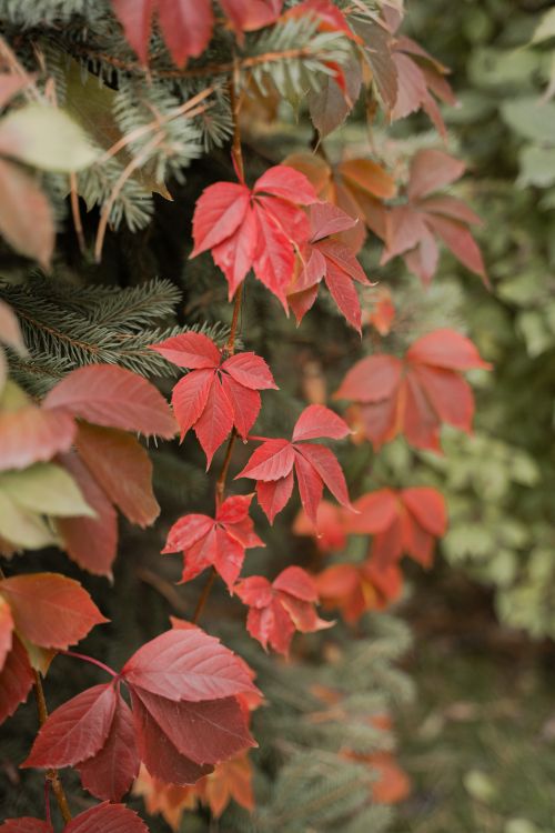Free Red Virginia Creeper leaves cascade in a lush autumn display, capturing nature's seasonal beauty. Stock Photo
