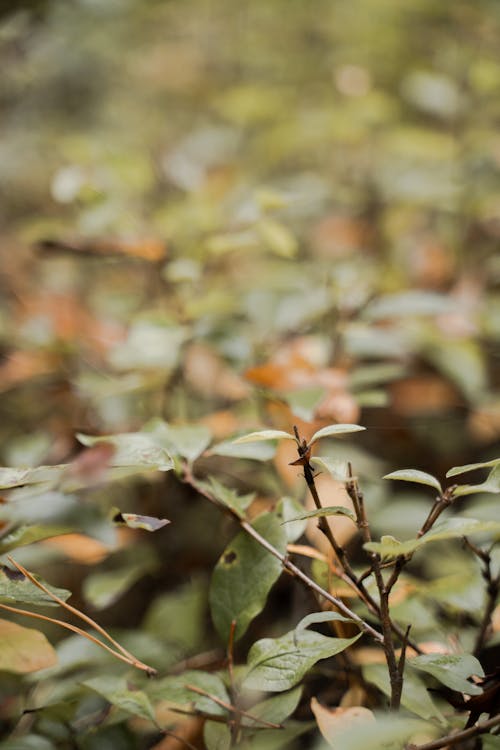 Free Green Leaves on Branches  Stock Photo