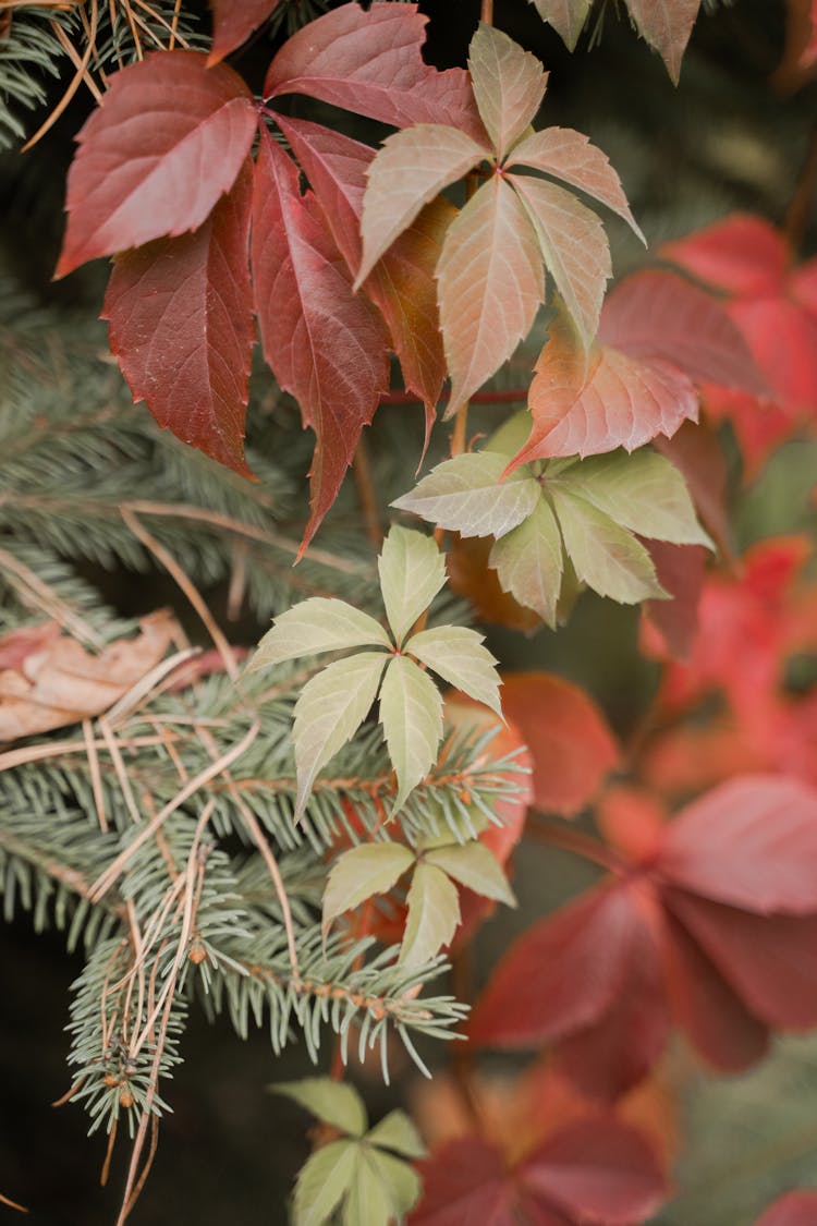 Red Virginia Creeper Plant Under The Needle Leaves 