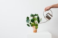 Green Plant on Brown Clay Pot
